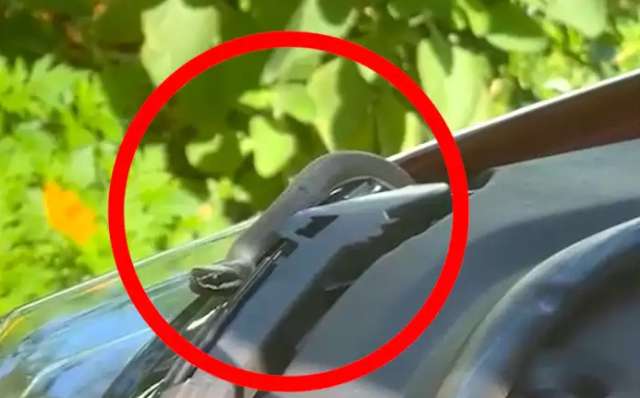 &quot;Achei que fosse barata&quot;, diz motorista que &quot;viajou&quot; com cobra em carro 