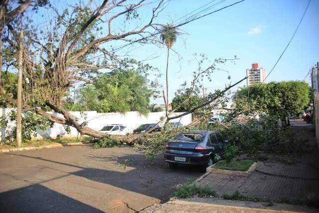 Figueira cai, destr&oacute;i carro e deixa quadra sem energia no Centro 