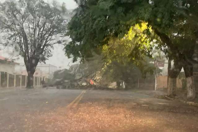 Chuva forte derruba &aacute;rvores e fecha ruas em Campo Grande