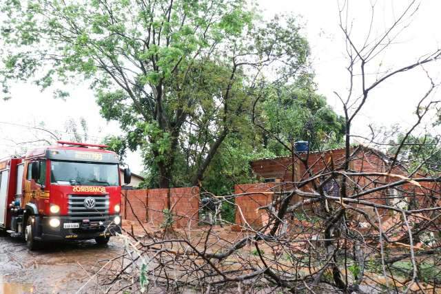 Bombeiros registram 96 quedas de &aacute;rvores e v&atilde;o priorizar casos em resid&ecirc;ncias