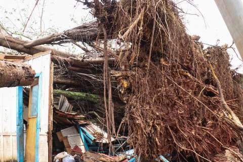 “Pânico e susto”, resume morador que teve casa destruída por figueira 