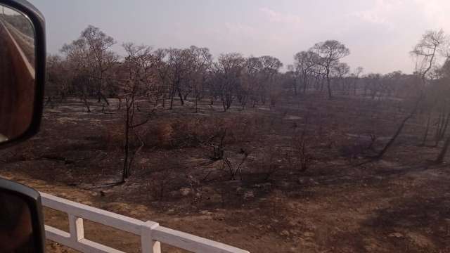 &quot;A natureza pede socorro&quot;, lamenta leitora ap&oacute;s ver o Pantanal em cinzas
