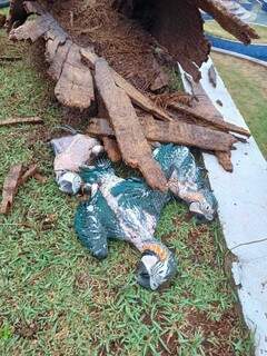 Três filhotes de arara morreram após ninho cair durante chuva (Direto das Ruas)