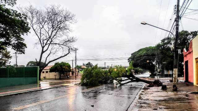 Chuva com vento come&ccedil;a na madrugada e derruba &aacute;rvores em Dourados