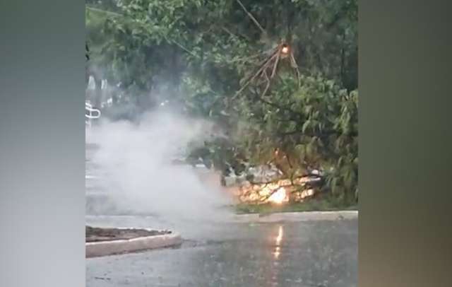 &Aacute;rvore pega fogo ao cair em fio de alta tens&atilde;o no Parque dos Poderes