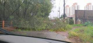 Na Rua Nelson Figueiredo Junior, no Itanhangá, foram pelo menos três árvores na via. (Foto: Direto da Ruas)