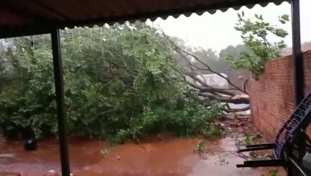 &quot;Quando vi, a bicha tava no ch&atilde;o&quot;: &aacute;rvore deixa moradora &quot;presa&quot; no Santa Em&iacute;lia