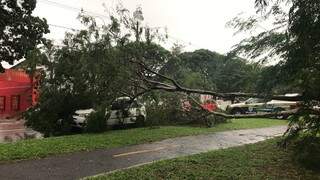 Árvore de 10 metros cai sobre carro que aguardava semáforo abrir na Avenida Afonso Pena. (Foto Mariely Barros)