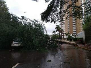 Árvore caiu em carro nesta tarde, na Afonso Pena. (Foto: Kísie Ainoã)
