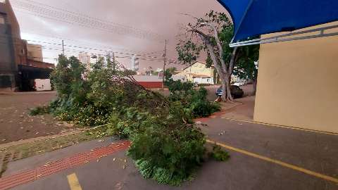 Vendaval derruba árvores e arranca toldos e tapumes no Centro 