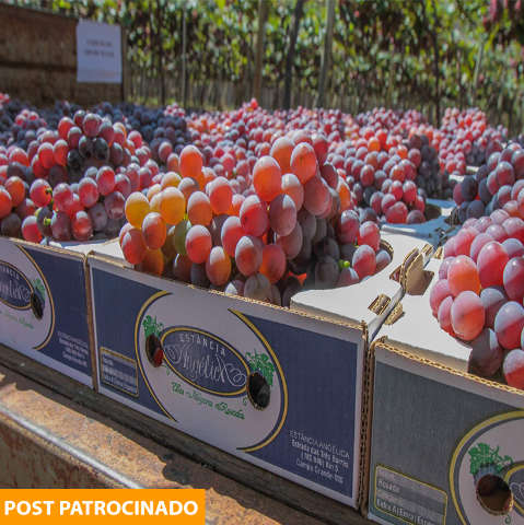 Última colheita de uva mais doce da cidade está chegando ao fim, corra!