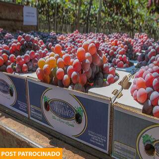 Corra e aproveite a última colheita de uva docinha na cidade. (Foto: Marcos Maluf)