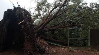 Árvore de grande porte caiu no Jardim Paulista. (Foto: Direto das Ruas)