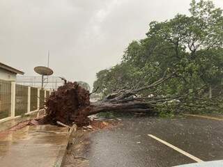 Em Campo Grande, 154 árvores foram arrancadas pelos ventos; em Dourados, são cerca de 120.