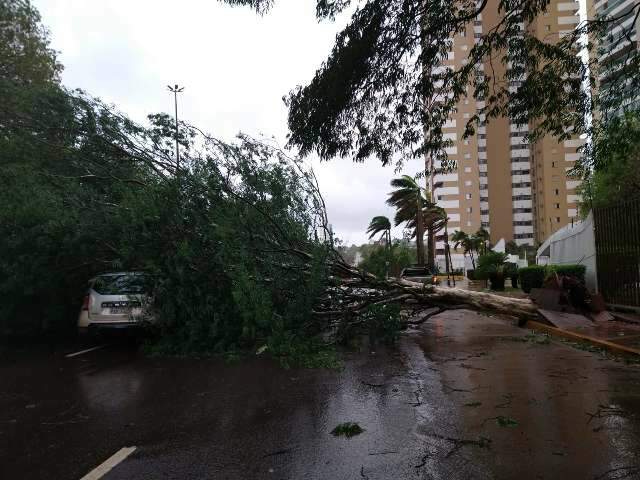 Quatro &aacute;rvores caem e travam a Avenida Afonso Pena durante temporal