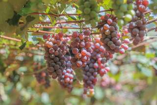 As uvas são retiradas pelos funcionários da Estância Angélica quase toda hora.