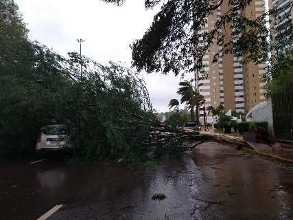 Quatro árvores caem e travam a Avenida Afonso Pena durante temporal