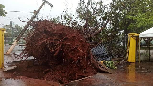 Temporal derruba &aacute;rvores, postes, pain&eacute;is e fachadas de lojas em Dourados