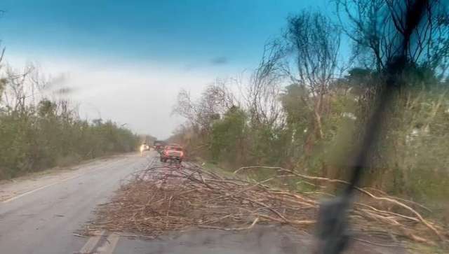 Galhos cobrem pista da BR-262 e ve&iacute;culos trafegam na contram&atilde;o