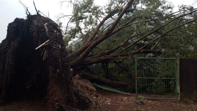 Em temporal perto da UFMS, &aacute;rvores caem e parecem &quot;explos&atilde;o&quot;