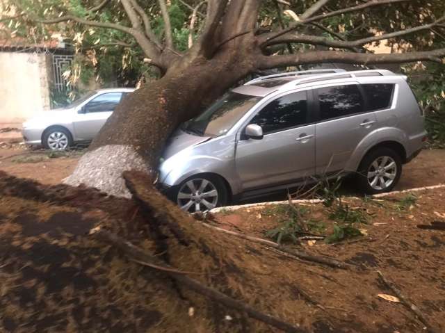 Sobre carros, ruas e canteiros, pelo menos 70 &aacute;rvores ca&iacute;ram durante temporal