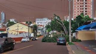 Árvore arrancada com a força do vento da Rua da Paz (Foto: Geisy Garnes)