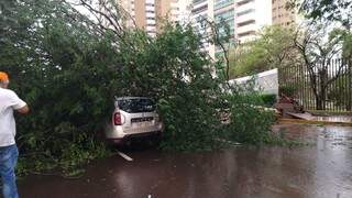 Árvore caiu em carro, mas ninguém ficou ferido. (Foto: Kísie Ainoã)