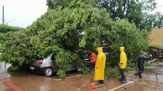 Carro atingido por árvore durante temporal de ontem em Dourados. (Foto: Divulgação)