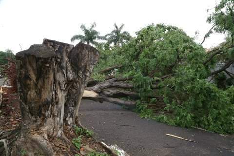 “Não consegui dormir”, diz professora após três árvores destruírem muro e carros