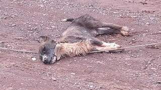 Cachorra morta sobre o cabo de alta tensão caído na rua (Foto: Direto das Ruas)