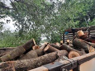 Tocos de árvore podada por equipe da prefeitura no Giocondo Orsi (Foto: Caroline Maldonado)