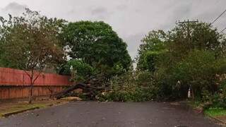 Árvore de grande porte caiu e fechou rua em Aquidauana .(Foto: Aquidauana Notícias Online)