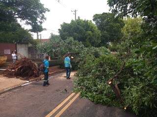 Árvore de grande porte bloqueando a Rua Cayova. (Foto: Nyelder Rodrigues)