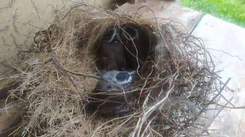 Ventania derruba ninho de bem-te-vi e PMA resgata três filhotes