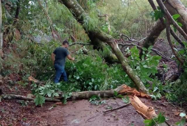 Acesso ao Morro do Paxixi &eacute; interditado por queda de &aacute;rvore