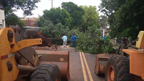 Prefeitura retira árvore que caiu sobre fiação e fechou rua no Jardim dos Vendas