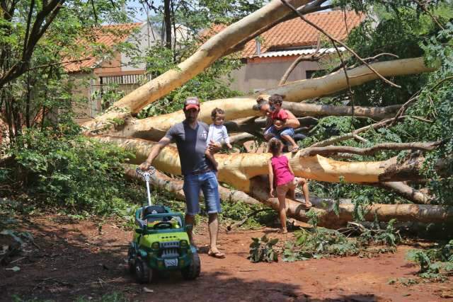 Fam&iacute;lia poupa tempo e se diverte com crian&ccedil;as ao &quot;atravessar&quot; &aacute;rvore ca&iacute;da