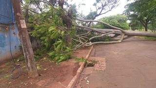 Árvore caída em fiação na Vila Popular impede retorno da energia. (Foto: Direto das Ruas)