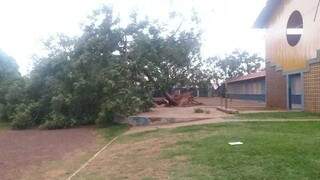 Na Escola Municipal Professora Arlene Marques Almeida, no Jardim Canguru, árvore caiu no pátio. (Foto: Direto das Ruas)