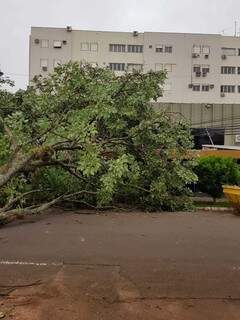 Árvore caída na rua Calarge e energia em falta desde sexta-feira em condomínio. (Foto: Direto das Ruas)