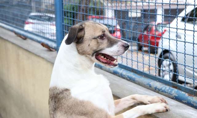 C&atilde;es e gatos podem ter v&iacute;rus da covid-19, mas n&atilde;o transmitem a doen&ccedil;a