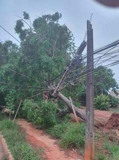 No Nova Lima, árvore caiu sobre fiação elétrica, deixando moradores sem energia há três dias. (Foto Direto das Ruas)