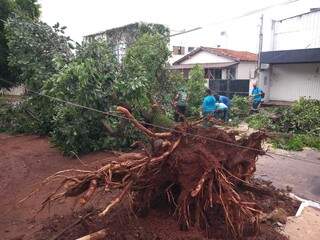 Equipes da Sisep fazendo remoção de árvore na Rua Cayová; trabalho durou cerca de 40 minutos. (Foto: Nyelder Rodrigues/Arquivo)