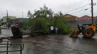 Prefeitura ainda trabalha para remover árvores caídas. (Foto: Acácio Gomes/Nova News)