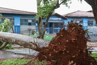 Árvore segue caída ao chão em frente a escola. (Foto: Henrique Kawaminami)