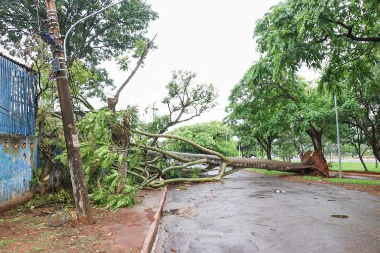 Toda a rua ficou interditada com a árvore caída, que ainda não foi removida (Foto: Henrique Kawaminami)