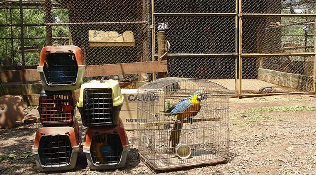 Tempestades aumentam em 40% atendimento de animais silvestres