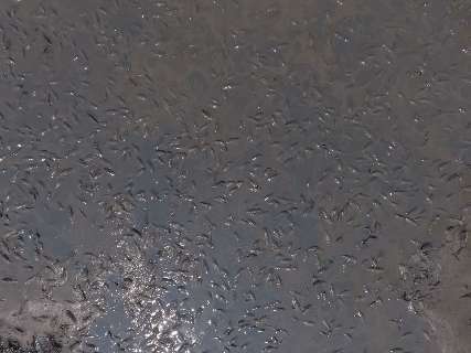 Peixes agonizam na lama de baía seca na Serra do Amolar