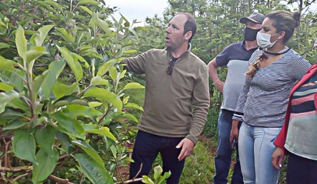 Funtrab tem 655 vagas em lavouras de ma&ccedil;&atilde; para ind&iacute;genas