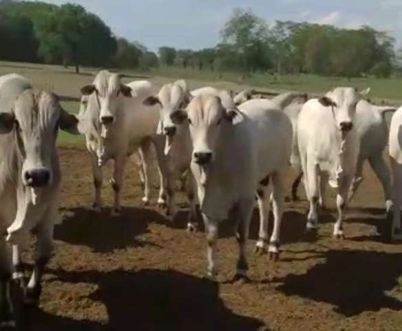 Pol&iacute;cia recupera em outra cidade rebanho de R$ 200 mil furtados de fazenda